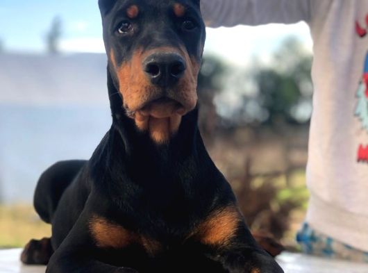 Irk Ve Sağlik Garanti̇li̇ Doberman Yavrularimiz görsel