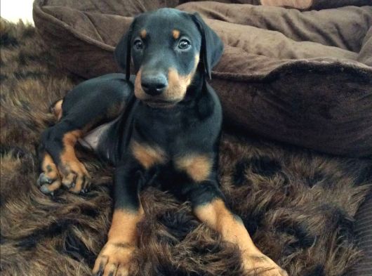 IRK VE SAĞLIK GARANTİLİ DOBERMAN YAVRULARIMIZ