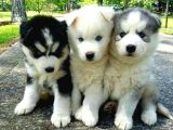 IRK VE SAĞLIK GARANTİLİ HUSKY