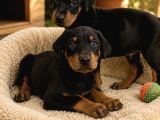 Doberman Yavruları