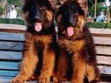 Safkan Alman Kurdu Aşılı