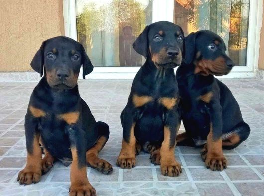 Anatomi Harikası Safkan Aşılı Doberman Bebekler görsel