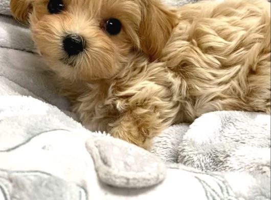 Maltipoo Bebeklerimiz Teslime Hazırlar görsel