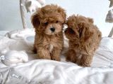 Maltipoo Bebeklerimiz Teslime Hazırlar