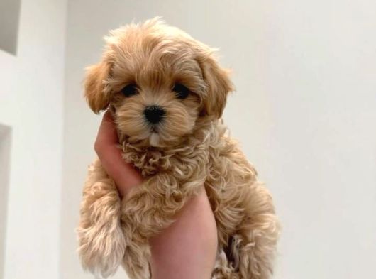 Maltipoo Bebeklerimiz Teslime Hazırlar görsel