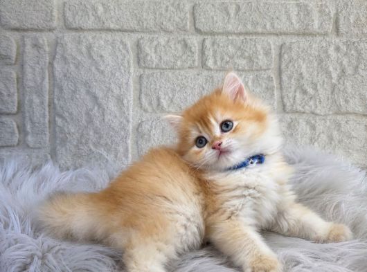 Altın Tonlarında British Longhair Golden Yavrumuz Erkek görsel