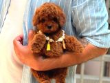 Toy Poodle Sevi̇mli̇ Yavrular Ev Üreti̇mi̇