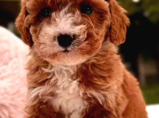 MALTİPOO CİNSİ YAVRULAR EV ÜRETİMİ