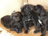 Safkan Cane Corso Yavrulari