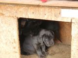 Safkan Cane Corso Yavrulari