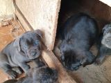 Safkan Cane Corso Yavrulari