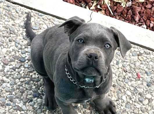 Kapiya Tesli̇m Cane Corso Yavrulari görsel