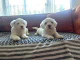 Safkan Maltese Terri̇er Yavrulari