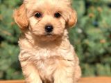 Safkan Malti̇poo Yavrulari