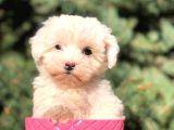 Safkan Malti̇poo Yavrulari