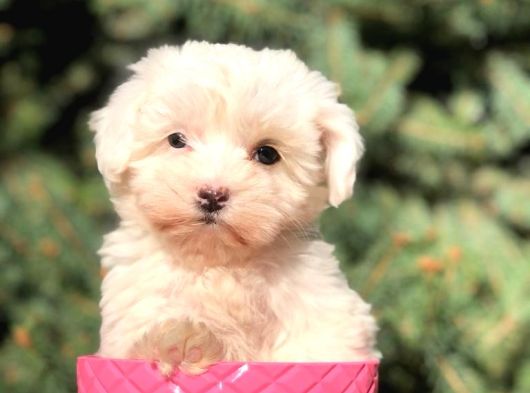 Safkan Malti̇poo Yavrulari görsel