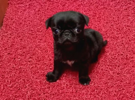 Safkan Pug Yavrulari görsel