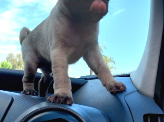 Safkan Pug Yavrulari görsel