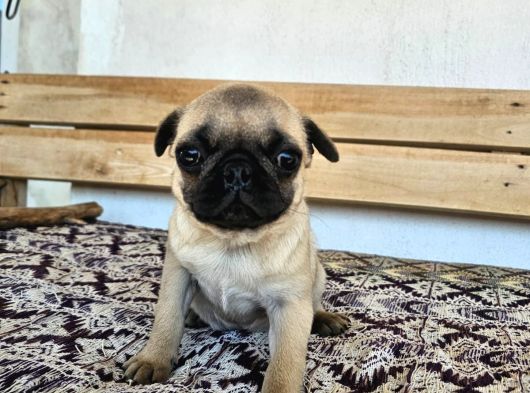 SAFKAN PUG YAVRULARI