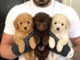 Kapiya Tesli̇m Safkan Malti̇poo Yavrulari