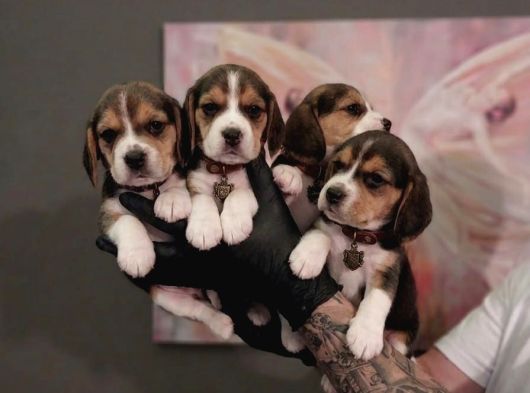 KAPIYA TESLİM BEAGLE YAVRULARI