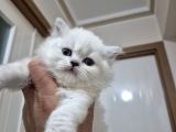 Safkan British Longhair Ve Schotich Fold