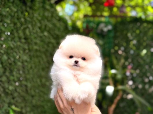 Teddy  Pomerani̇an Boo Yavrularimiz görsel