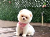 Teddy  Pomerani̇an Boo Yavrularimiz