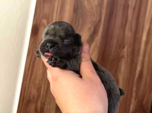Süper Anatomi Irk - Sağlık Garantili French Bulldog Yavrular görsel