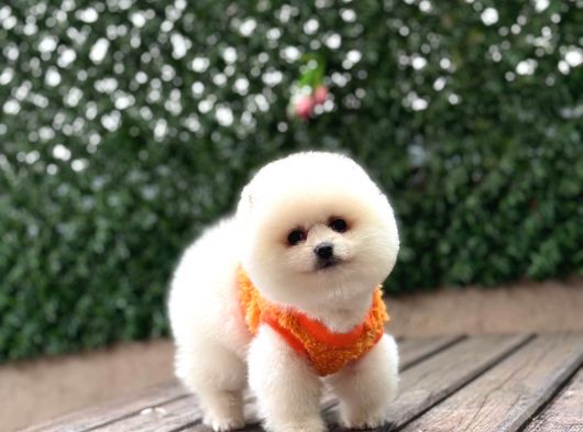 POMERRİAN BOO SEVİMLİ YAVRULAR