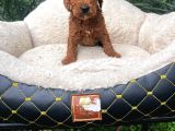 Toy Poodle Sevi̇mli̇ Yavrular Ev Üreti̇mi̇