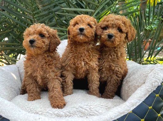 TOY POODLE SEVİMLİ YAVRULAR EV ÜRETİMİ