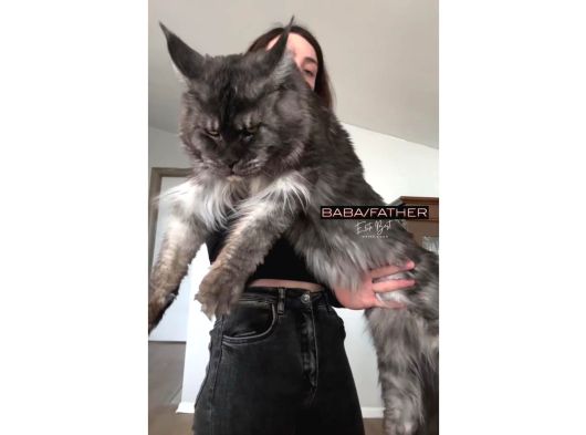 Hem Anne Hem Baba Şampiyon Big Size Maine Coonlar görsel