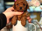Poodle Yavrularimiz Hazir