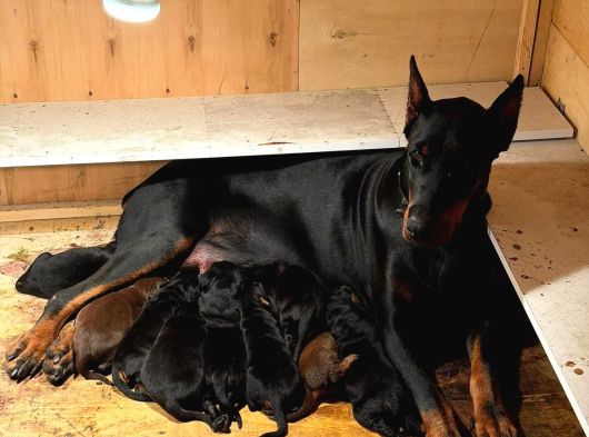 Doberman Yavrularimiz Hazir görsel