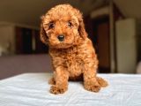 Poodle Yavrularimiz Hazir