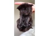 Full Şecereli Dişi Erkek Xxl Maine Coon Yavruları