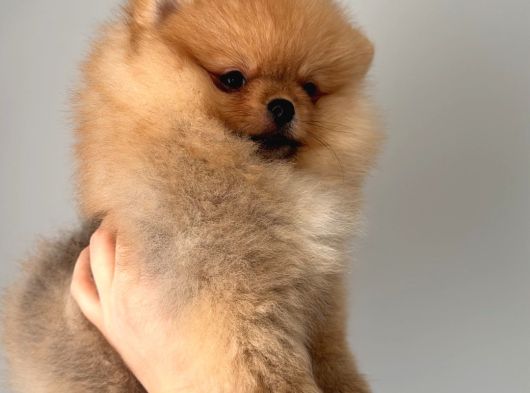 Pomernian Boo Son 3 Dişi