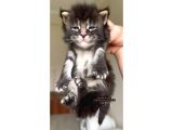 Hem Anne Hem Baba Şampiyon Big Size Maine Coonlar