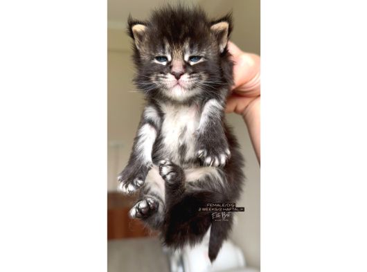 Hem Anne Hem Baba Şampiyon Big Size Maine Coonlar görsel