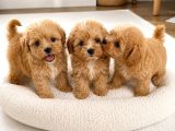 Sağlıklı Özel Maltipoo Yavruları