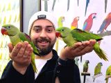 El Besleme Bebek Alexander Papağan Yavrularimiz