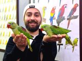 EL BESLEME BEBEK ALEXANDER PAPAĞAN YAVRULARIMIZ