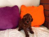 Toypoodle kore ev ortamında orjinal