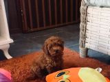 Toypoodle Kore Ev Ortamında Orjinal