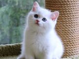 Veteri̇ner Kli̇ni̇ği̇nde Tesli̇m Bri̇ti̇sh Bebekler
