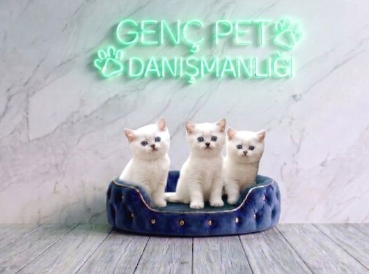 VETERİNER KLİNİĞİNDE TESLİM BRİTİSH BEBEKLER