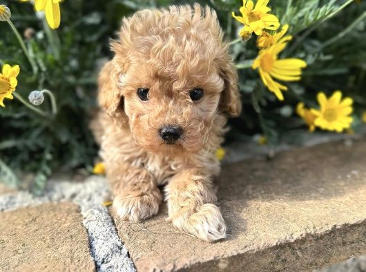 Kivir Kivir Safkan Malti̇poo Yavrulari