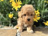 Kivir Kivir Safkan Malti̇poo Yavrulari