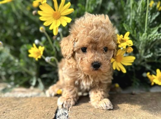 Kivir Kivir Safkan Malti̇poo Yavrulari görsel